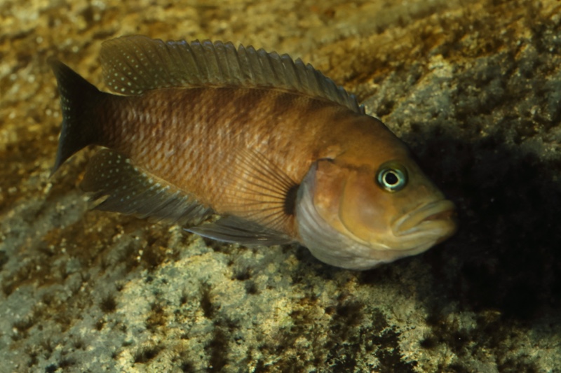 Neolamprologus obscurus 'Kantalamba'